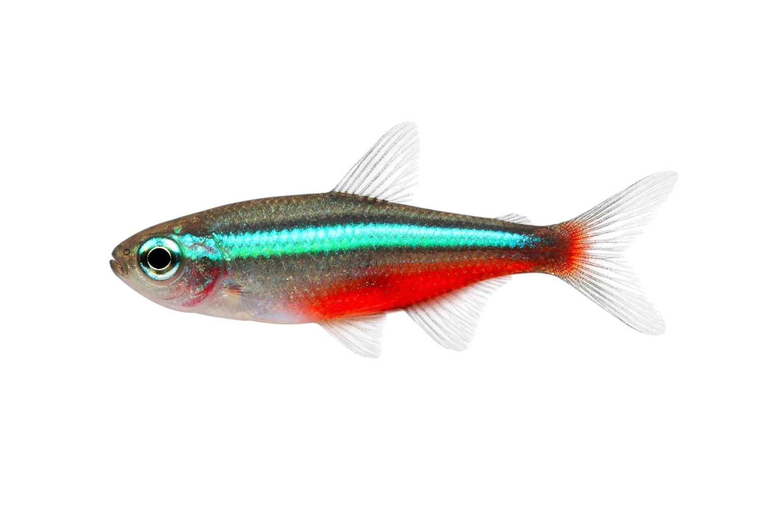 Green neon tetra Paracheirodon simulans CB